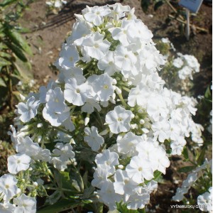 Флокс Zauberflote
